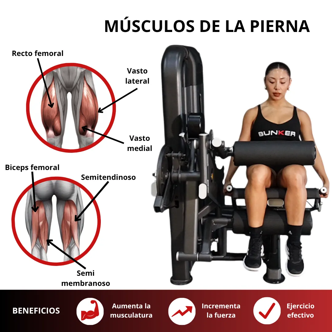 Aparato de Extensión de pierna y femoral - Musculos - BLACKLINE